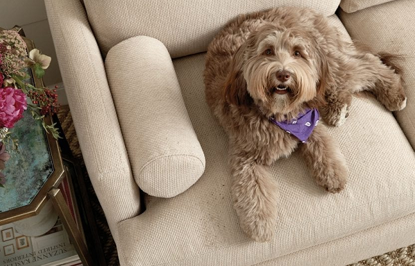 5 loại vải bọc ghế sofa tuyệt vời thân thiện với thú cưng cho ngôi nhà của bạn